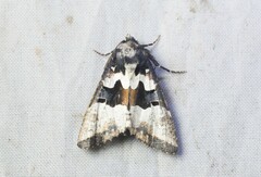 Noctuidae