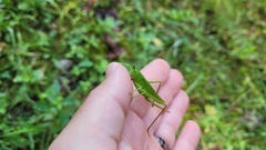 Neoconocephalus nebrascensis