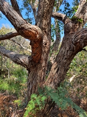 Eucalyptus baxteri