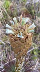 Puya santosii