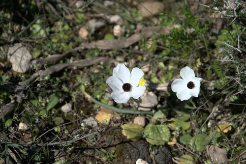 Ranunculus asiaticus