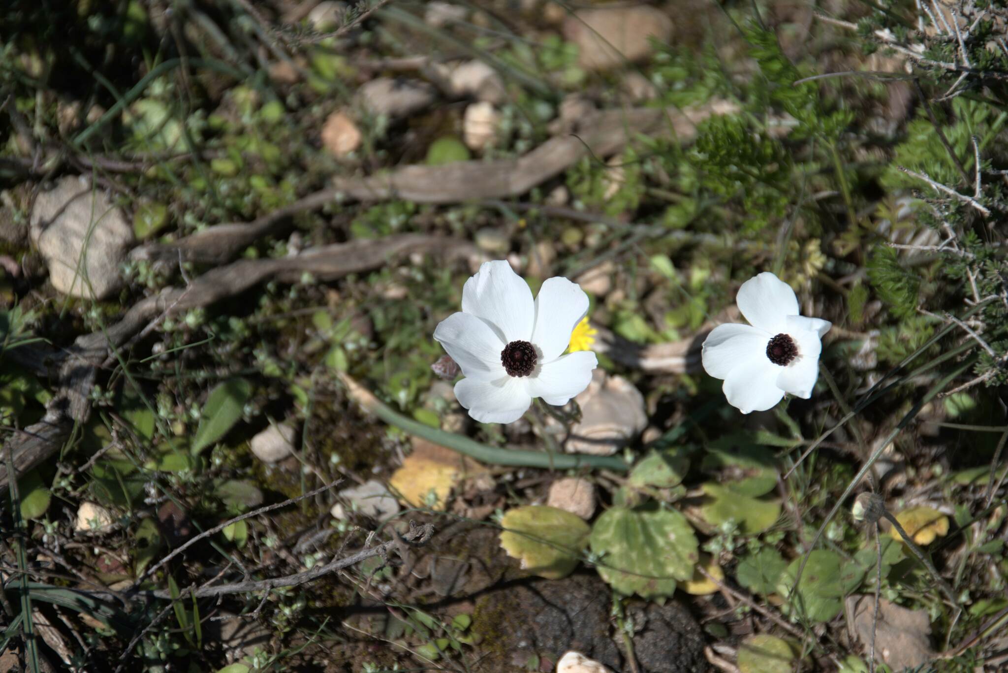 Ranunkel (Ranunculus asiaticus): Herkunft und Verwendung — foto 3