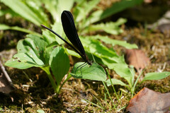 Atrocalopteryx atrata