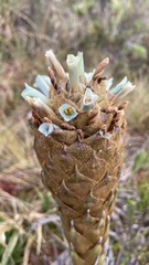 Puya santosii