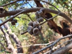 Eucalyptus baxteri