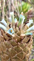 Puya santosii