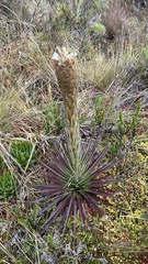 Puya santosii