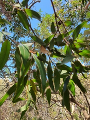 Eucalyptus baxteri
