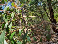 Eucalyptus baxteri