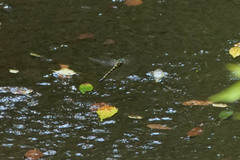 Anotogaster sieboldii