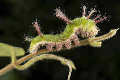 Limenitis