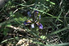 Iris unguicularis cretensis
