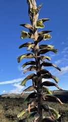 Puya nitida