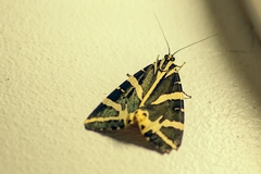 Euplagia quadripunctaria