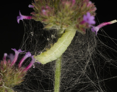 Lepidoptera
