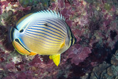 Chaetodon lunulatus