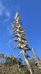 Puya nitida