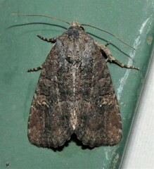 Mesapamea fractilinea