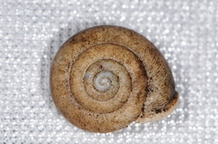 Triodopsis tridentata