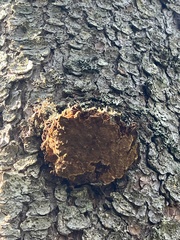 Phellinus chrysoloma