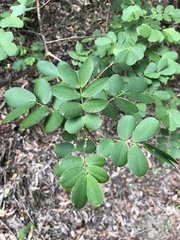 Senna pendula glabrata