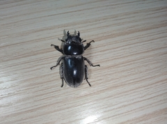 Serrognathus titanus platymelus