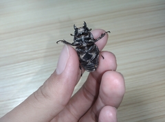 Serrognathus titanus platymelus