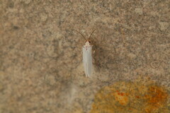 Coniopterygidae