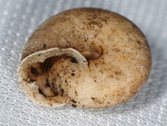 Triodopsis tridentata