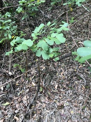 Senna pendula glabrata