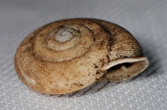 Triodopsis tridentata