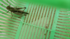 Gastrimargus marmoratus