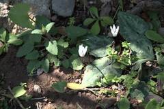 Cyclamen creticum