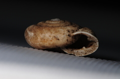 Triodopsis tridentata