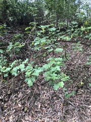 Senna pendula glabrata