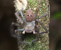 Neosparassus