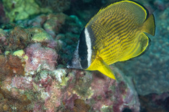 Chaetodon auripes