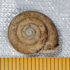 Triodopsis tridentata