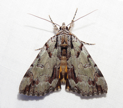 Catocala praeclara