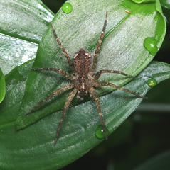 Ornodolomedes