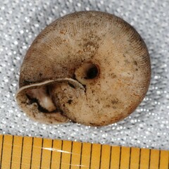 Triodopsis tridentata