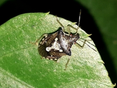 Pentatominae