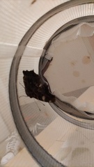 Kaniska canace nojaponicum