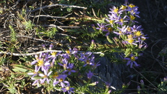 Tripolium pannonicum