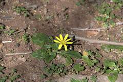 Ficaria verna
