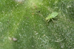 Macrosiphum