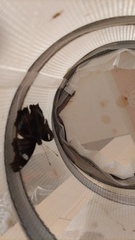 Kaniska canace nojaponicum