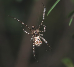 Janula