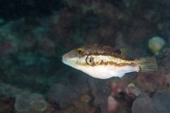 Canthigaster rivulata