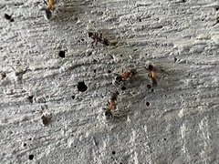 Liometopum microcephalum